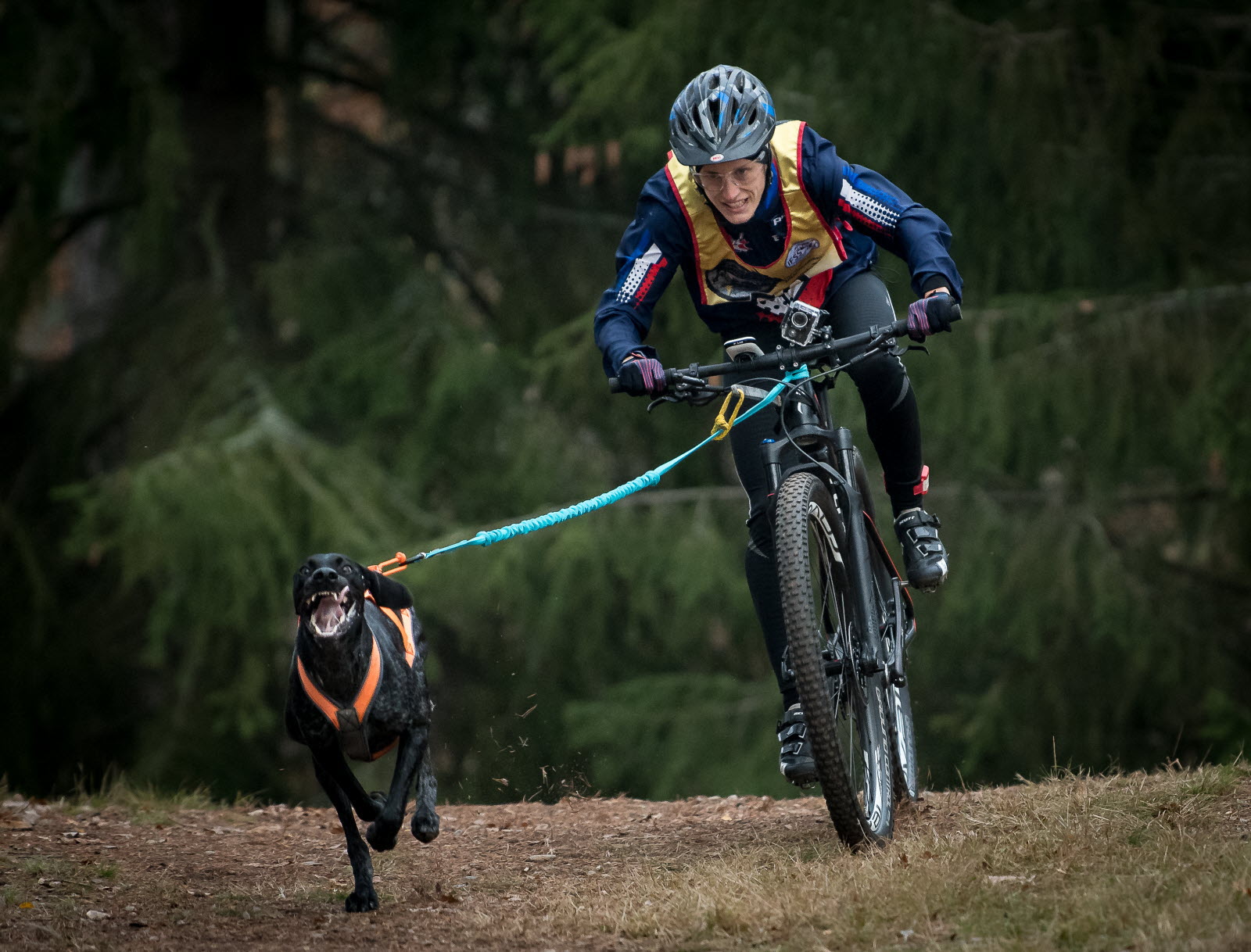 Cani VTT - Les Grenouilles sur un Plateau